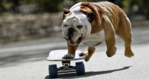 Biuf il bulldog che corre sullo skateboard